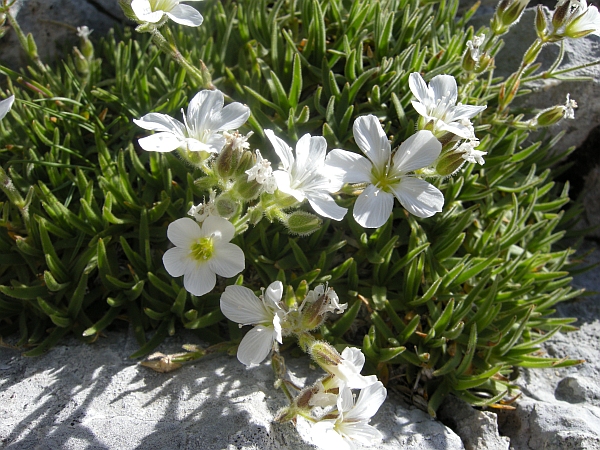 Mcneillia (=Minuartia) graminifolia subsp. rosanoi / Minuartia di Rosano